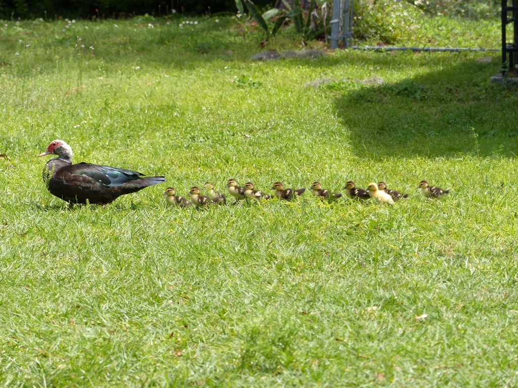 Mother Duck with Babies